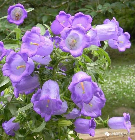 風鈴草花語|【風鈴草 花語】傾聽風鈴草的低語：花語、寓意與動人傳説